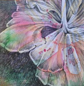 frillyhibiscusdrawn1