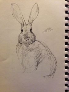 bunnysketch