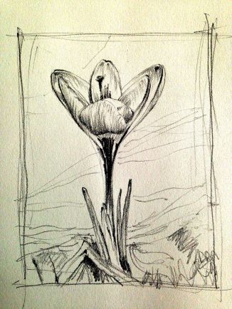 single spring crocus