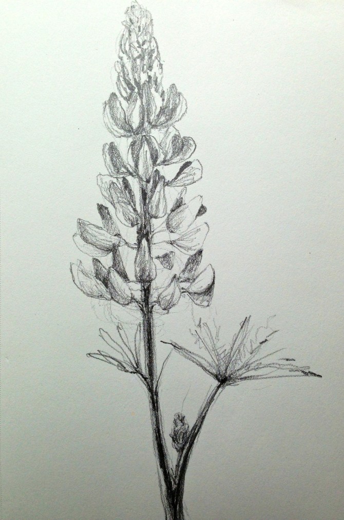 lupinesketch