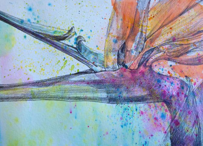 Bird of Paradise: water soluble crayon and graphite