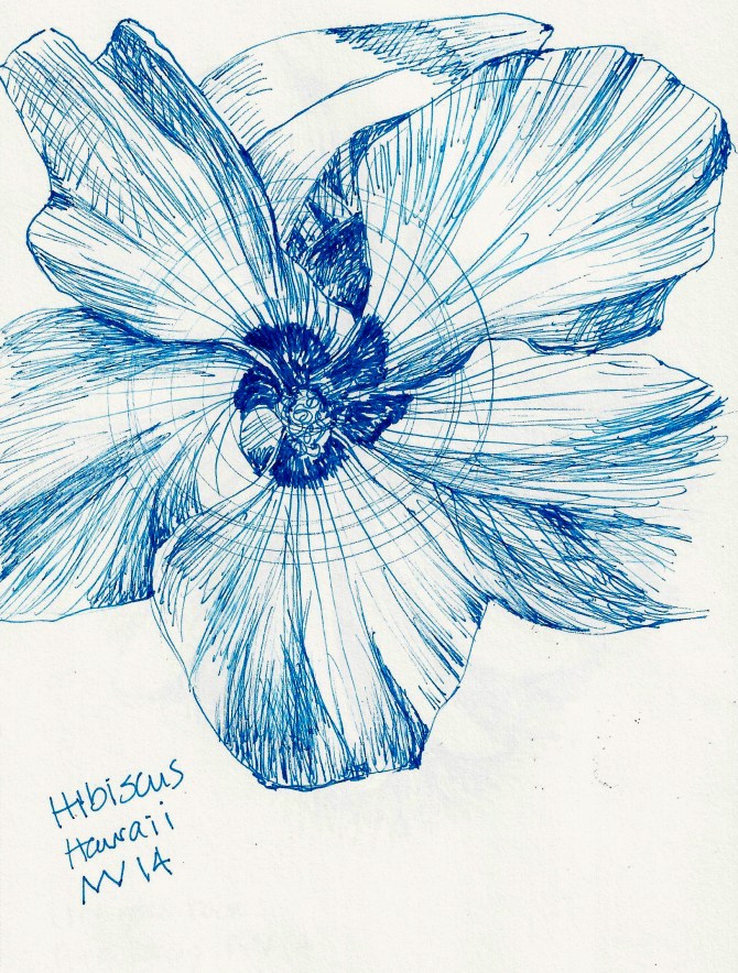 Hibiscus: blue micron ink pen