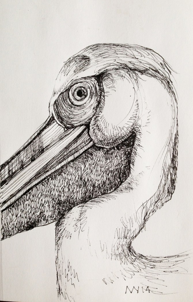 micron ink pen: pelican
