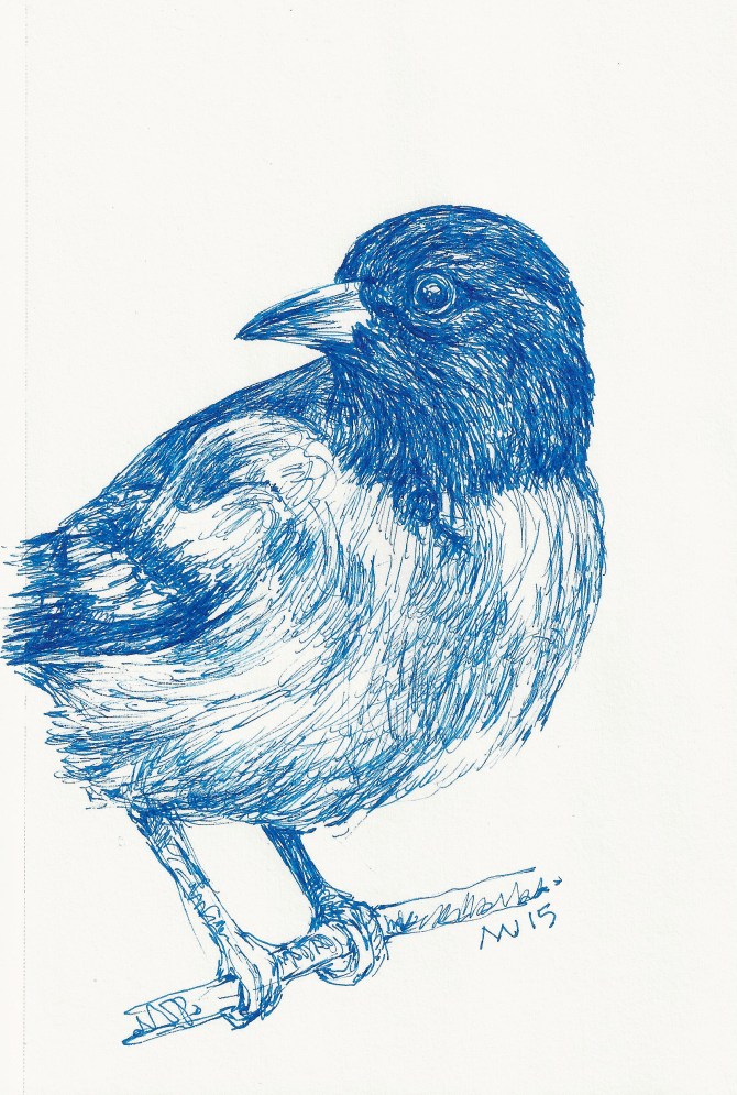 Bird in blue ink: micron pen