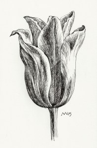 Tulip Study: fountain pen, black ink